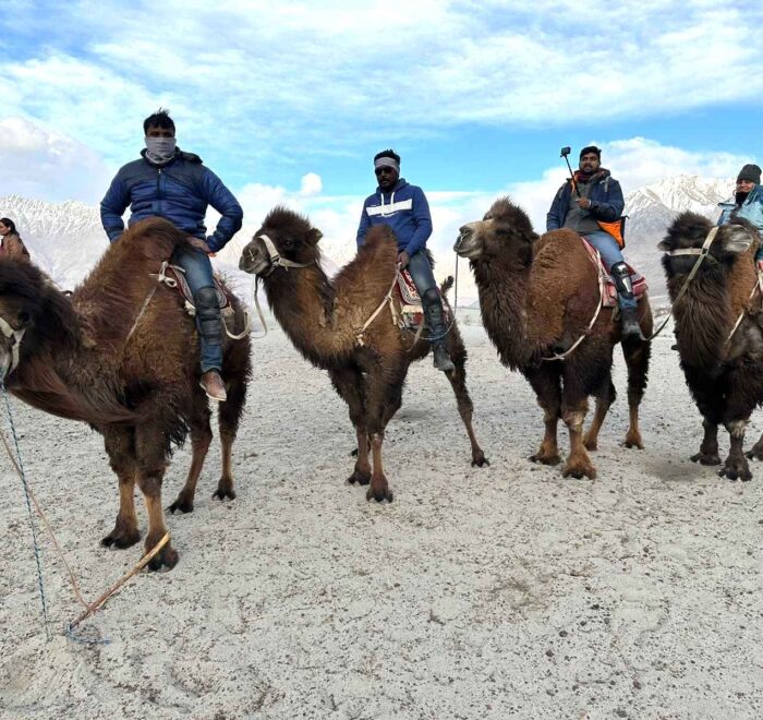 Adventurous camel ride on the golden sand dunes of Hunder.